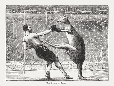 The kangaroo boxer. Nostalgic scene from the past. Wood engraving, published in 1895.