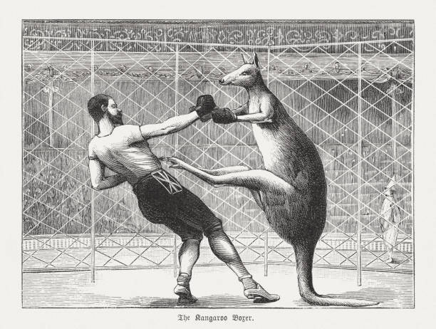 The kangaroo boxer, wood engraving, published in 1895 The kangaroo boxer. Nostalgic scene from the past. Wood engraving, published in 1895. english culture illustrations stock illustrations