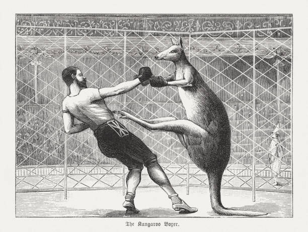 The kangaroo boxer, wood engraving, published in 1895 The kangaroo boxer. Nostalgic scene from the past. Wood engraving, published in 1895. kangaroos boxing stock illustrations