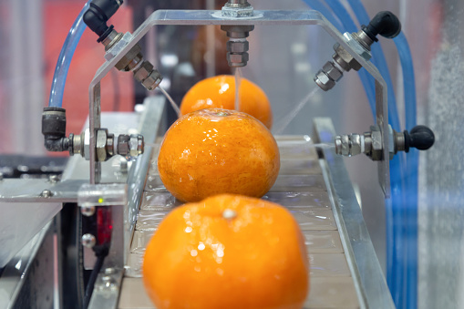 close up orange citrus washing on conveyor belt at fruits automation water spray cleaning machine in production line of fruits manufacturing. agricultural industry and innovation technology concept.