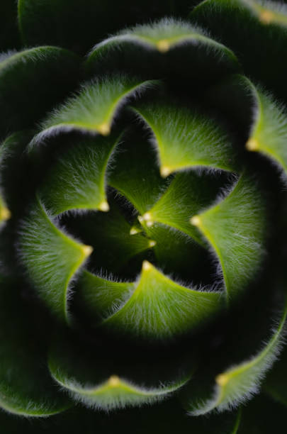 istock Close up of aloe plan 1210601553