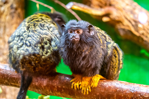 Gold handed tamarin monkey (Saguinus midas) is resting on the tree branch. Detail look to primate animal. Small mammal naturally living in tropical rainforest.