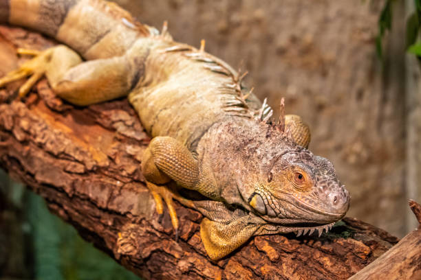istock The varan lizard is resting on the wooden branch. Reptile predator. 1210601983