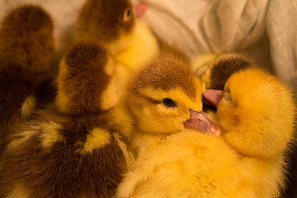 istock Little ducklings sit together and cuddle up to each other. 1210602893