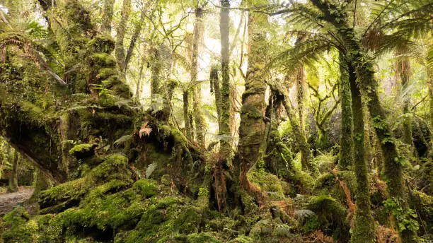 Mixed broadleaf podocarp forest, South Island, New Zealand. Podocarp trees boast a lineage that stretches back to the time when New Zealand was part of the super continent of Gondwana. Photo was made around the valley of Fox Glacier