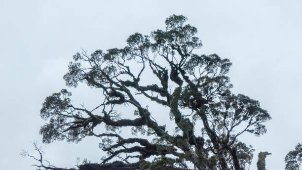 cima di un albero in una foresta mista di podocarp a foglia larga, isola del sud, nuova zelanda - powder blue viewpoint south island new zealand new zealand foto e immagini stock