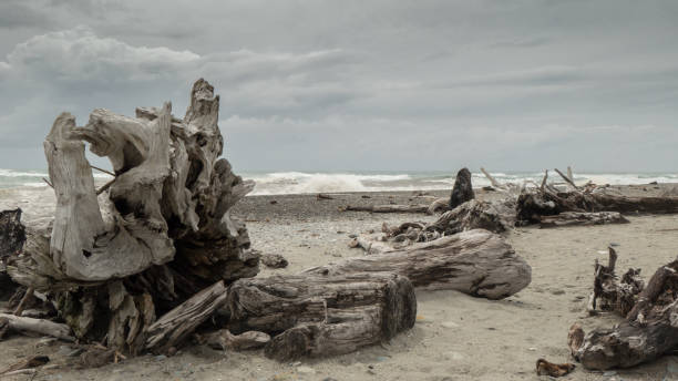 restos viejos y deteriorados de árboles en una playa durante la tormenta - bizarre landscape sand blowing fotografías e imágenes de stock