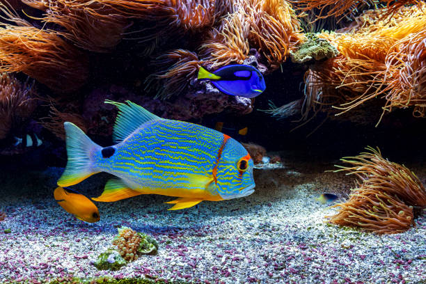 istock Colorful exotic fish in aquarium. 1210603295