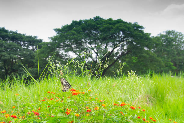 Butterfly on flowers, nature stock image - shot at Acharya Jagadish Chandra Bose Indian Botanic Garden previously known as Indian Botanic Garden, Howrah, West Bengal, India