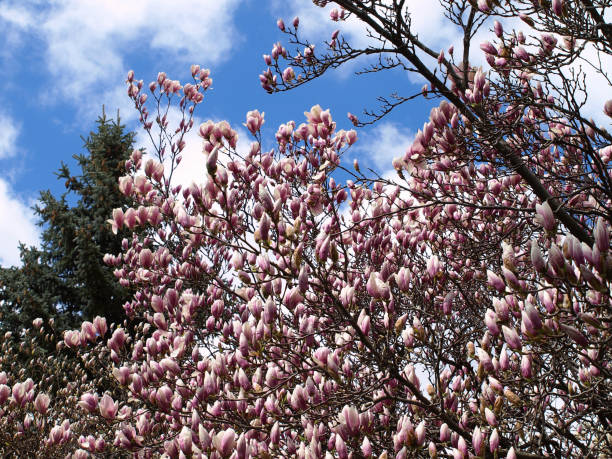 istock fruit and berry trees bloom in the spring.Sakura 1210604074