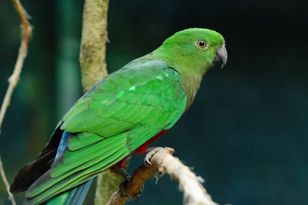 istock Eclectus parrot, eclectus roratus sitting on a tree branch with sunshine pouring overhead. Close up of a tropical bird in natural conditions. 1210604240