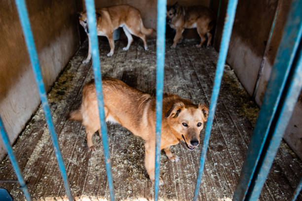 istock Cage with dogs in animal shelter 1210604241