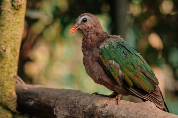 istock Common emerald dove or Chalcophaps indica sitting on a tree branch with sunshine pouring overhead. Close up of a tropical bird in natural conditions. 1210604255
