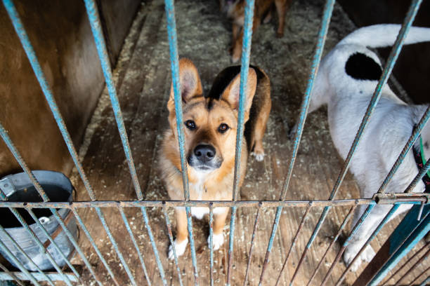 istock Cage with dogs in animal shelter 1210604435