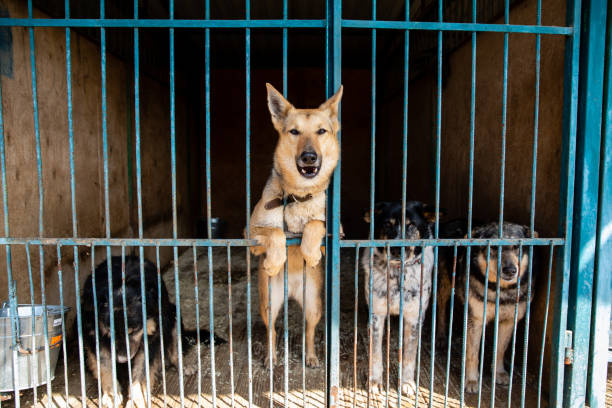 istock Cage with dogs in animal shelter 1210604495