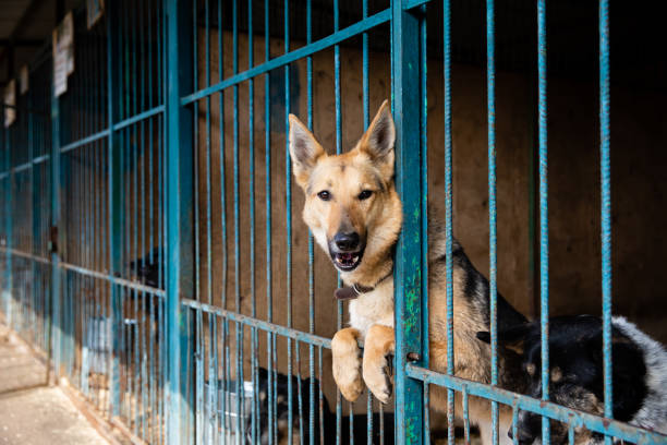 istock Cage with dogs in animal shelter 1210604542