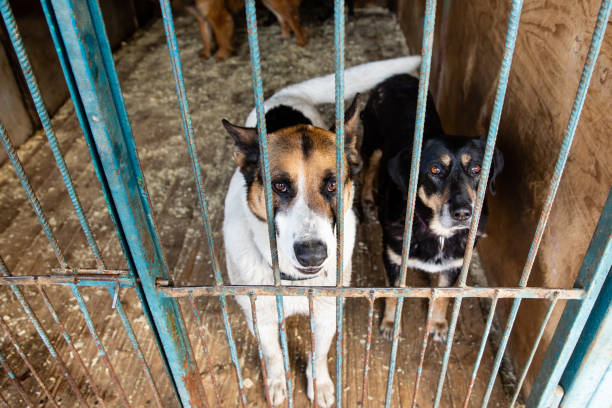 istock Cage with dogs in animal shelter 1210604611