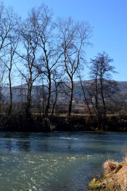 istock tall trees in the fall by the river 1210605886