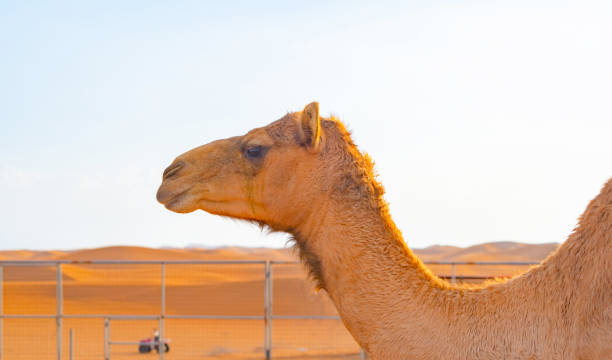 gruppe von arabischen kamel oder dromedar in sand wüste safari in der sommersaison mit blauem himmel hintergrund in dubai stadt, vereinigte arabische emirate oder vae. wildtier-säugetier-tier. - dubai united arab emirates traditional culture camel stock-fotos und bilder