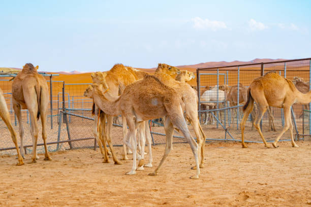 gruppe von arabischen kamel oder dromedar in sand wüste safari in der sommersaison mit blauem himmel hintergrund in dubai stadt, vereinigte arabische emirate oder vae. wildtier-säugetier-tier. - dubai united arab emirates traditional culture camel stock-fotos und bilder