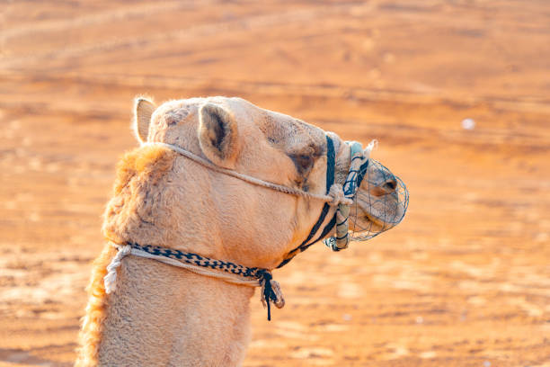 gruppe von arabischen kamel oder dromedar in sand wüste safari in der sommersaison mit blauem himmel hintergrund in dubai stadt, vereinigte arabische emirate oder vae. wildtier-säugetier-tier. - dubai united arab emirates traditional culture camel stock-fotos und bilder