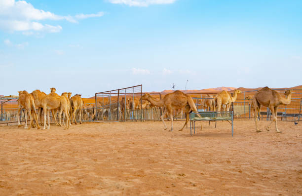 gruppe von arabischen kamel oder dromedar in sand wüste safari in der sommersaison mit blauem himmel hintergrund in dubai stadt, vereinigte arabische emirate oder vae. wildtier-säugetier-tier. - dubai united arab emirates traditional culture camel stock-fotos und bilder