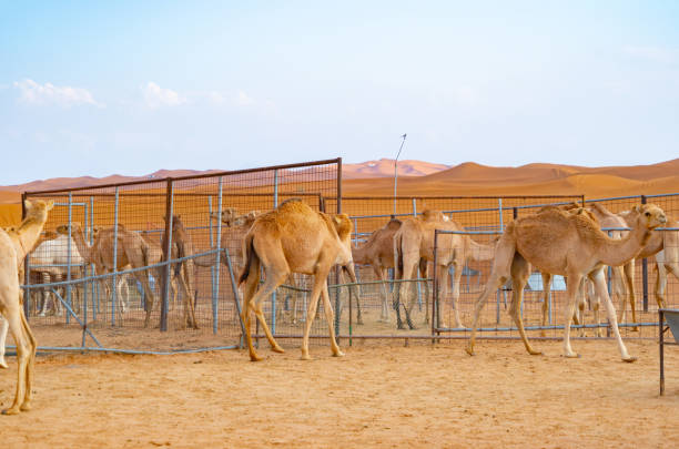 gruppe von arabischen kamel oder dromedar in sand wüste safari in der sommersaison mit blauem himmel hintergrund in dubai stadt, vereinigte arabische emirate oder vae. wildtier-säugetier-tier. - dubai united arab emirates traditional culture camel stock-fotos und bilder