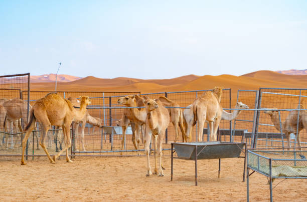 gruppe von arabischen kamel oder dromedar in sand wüste safari in der sommersaison mit blauem himmel hintergrund in dubai stadt, vereinigte arabische emirate oder vae. wildtier-säugetier-tier. - dubai united arab emirates traditional culture camel stock-fotos und bilder