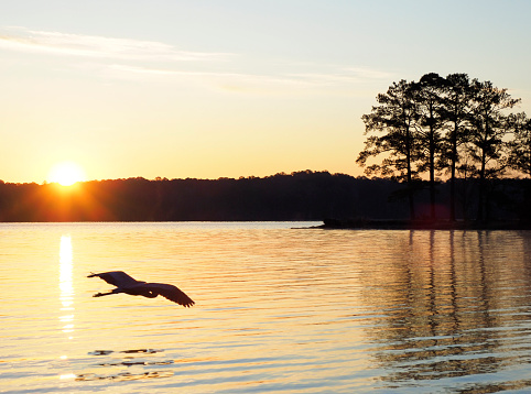 A Great Blue Heron Flies Over the Lake at Sunrise at the Lake at Wind Creek Campground, Alabama