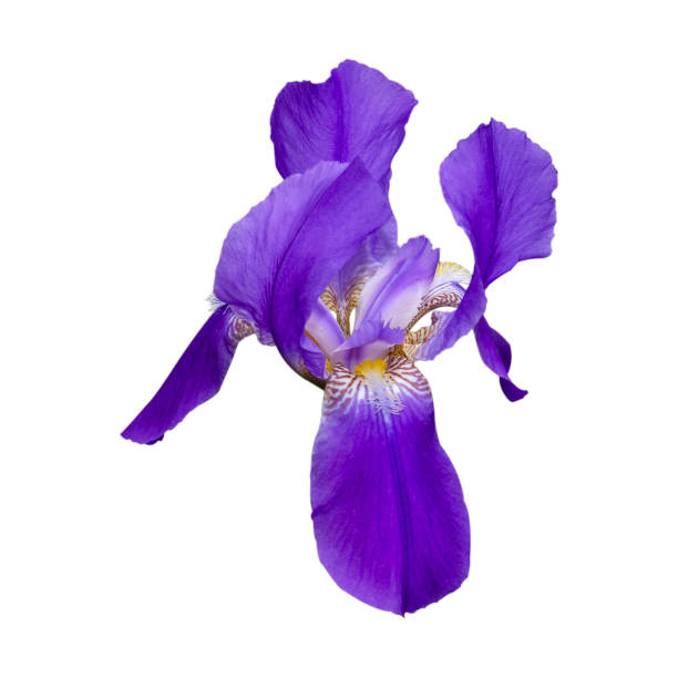istock Purple iris flower on white background 1210607542