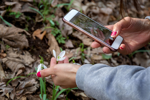 Girl photographing snowdrop flowers in the woods with her cell phone.