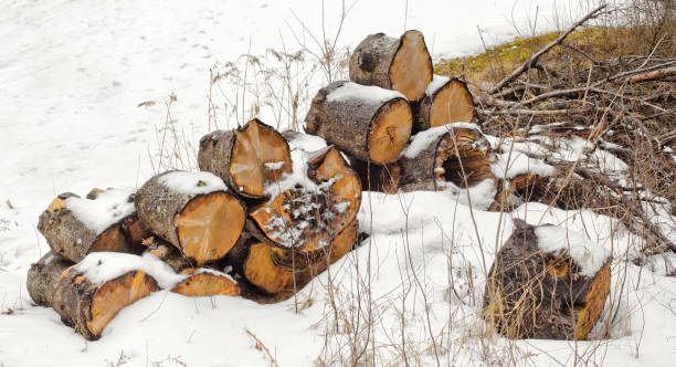 istock Rotten Wood Pile 1210608782
