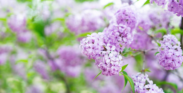 istock Blooming lilac flowers 1210609084