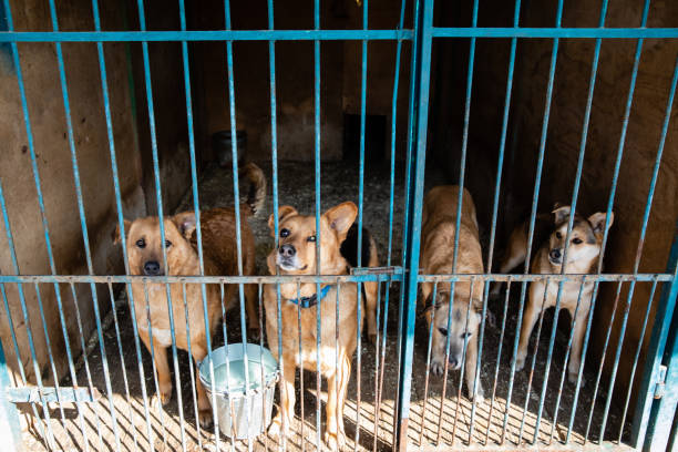 istock Cage with dogs in animal shelter 1210609497
