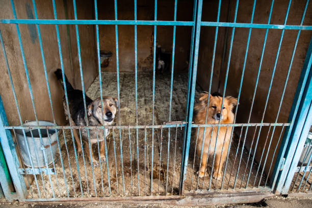 istock Cage with dogs in animal shelter 1210609539