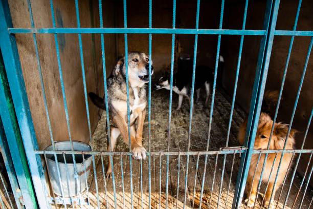 istock Cage with dogs in animal shelter 1210609572