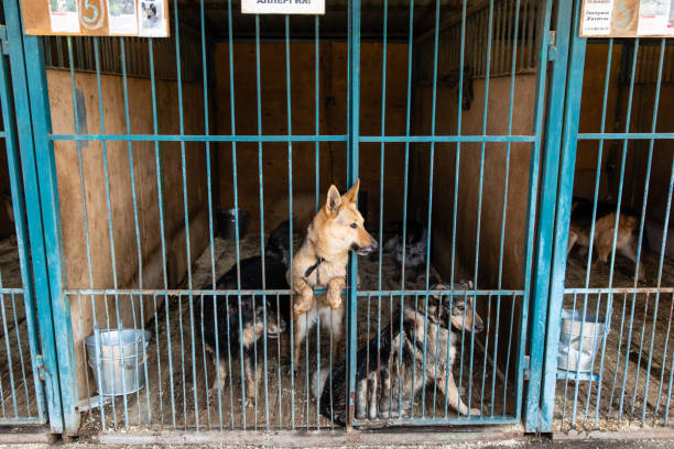 istock Cage with dogs in animal shelter 1210610710
