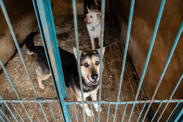 istock Cage with dogs in animal shelter 1210610810