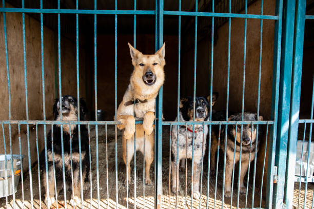 istock Cage with dogs in animal shelter 1210610864