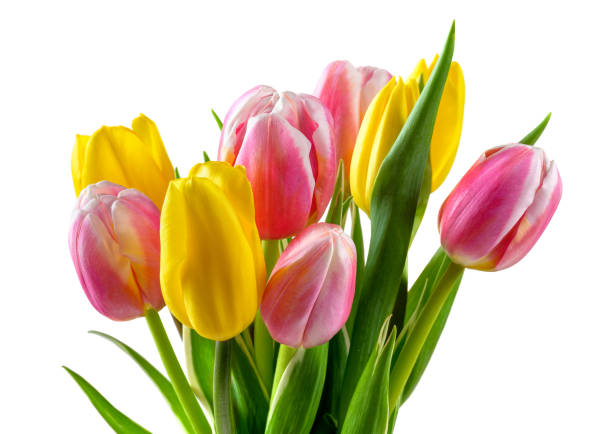 букет розовых и желтых цветов тюльпана изолированы на белом - tulip blue close up cut flowers стоковые фото и изображения