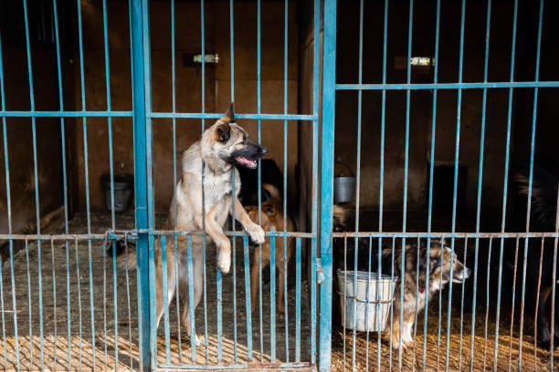 istock Cage with dogs in animal shelter 1210610930