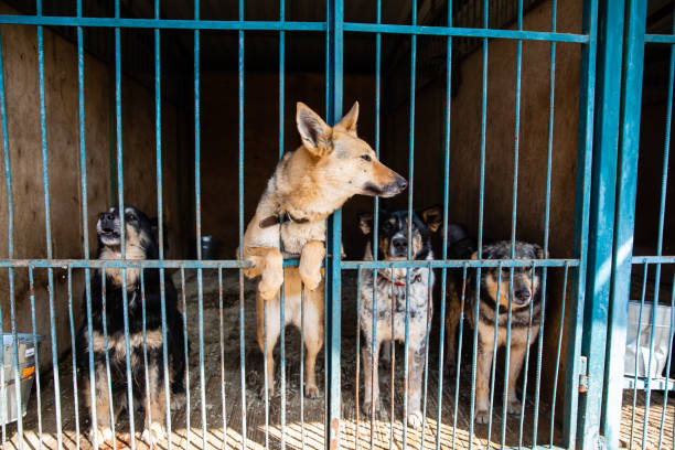 istock Cage with dogs in animal shelter 1210611020