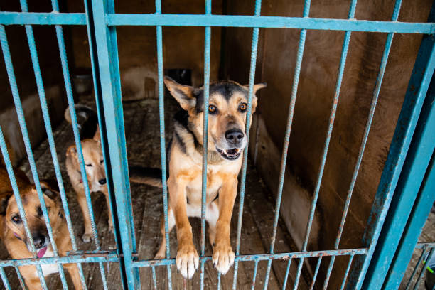 istock Cage with dogs in animal shelter 1210611087