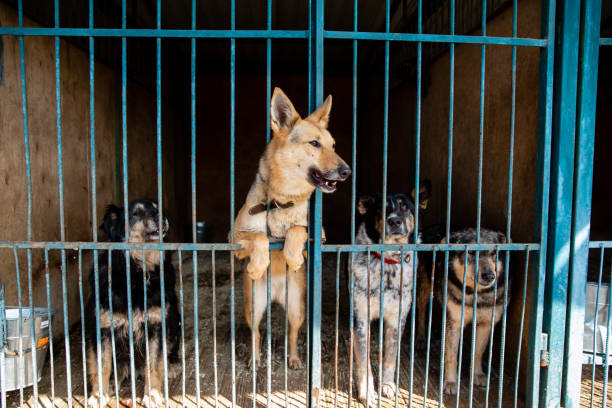istock Cage with dogs in animal shelter 1210611169