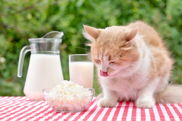 Red cat licks its tongue on table with dairy products stock photo