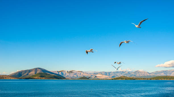 istock Seagulls flying above Ionian sea 1210611672