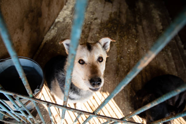 istock Cage with dogs in animal shelter 1210611683
