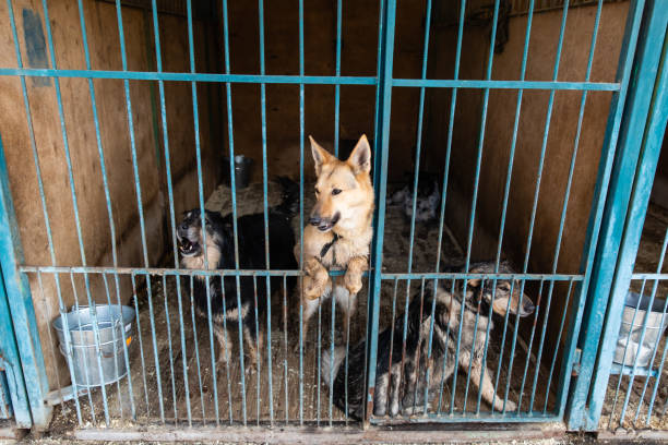 istock Cage with dogs in animal shelter 1210612522
