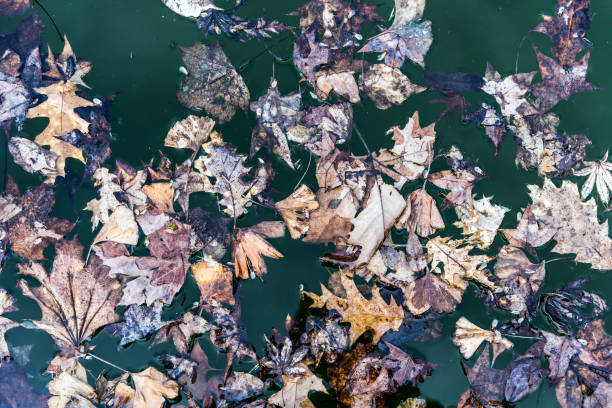 Multi colored leaves on the pond and tree reflections in the water.