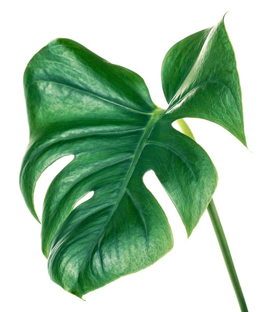 istock Monstera large leaf. Green monstera tropical leaf on a white background. 1210614583